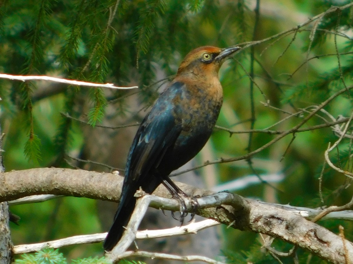 Rusty Blackbird - ML608574802