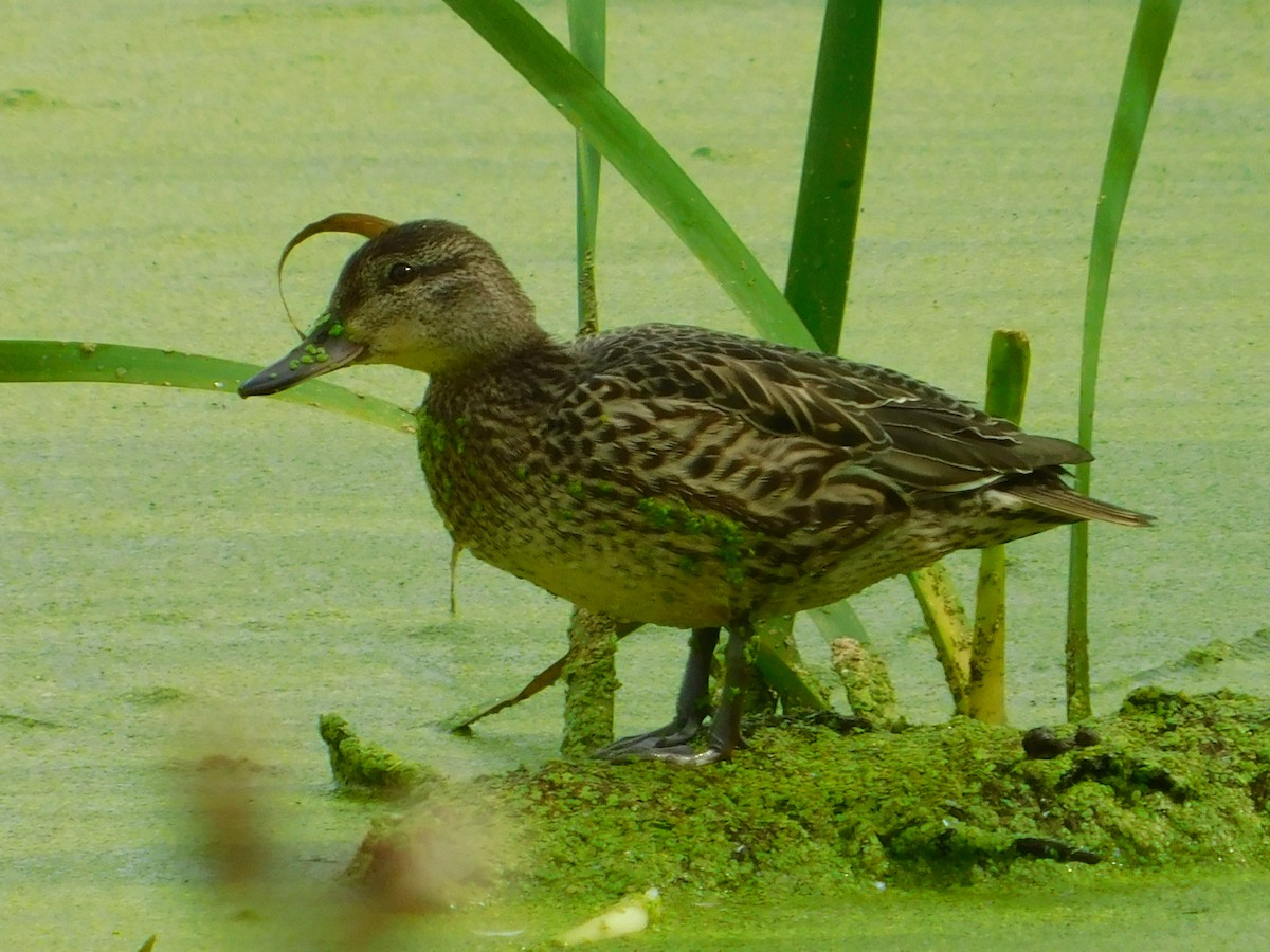 Green-winged Teal - ML608574823