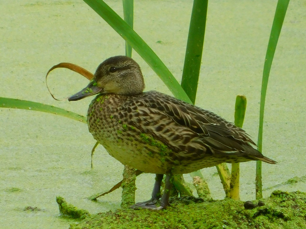 Green-winged Teal - ML608574838