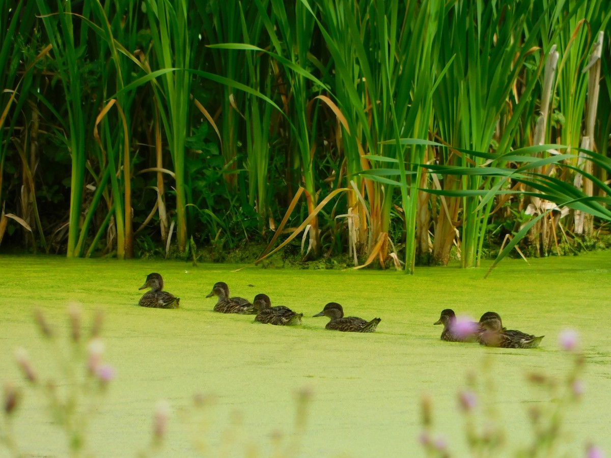 Green-winged Teal - ML608574856