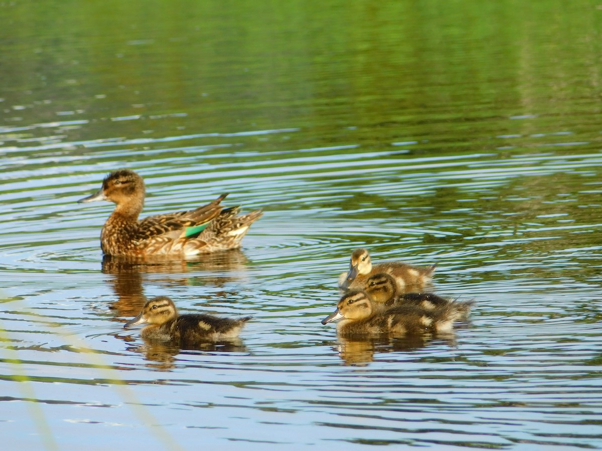 Green-winged Teal - ML608574871