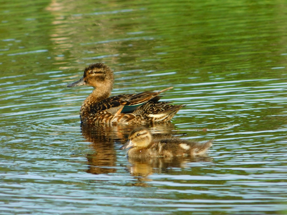 Green-winged Teal - ML608574872