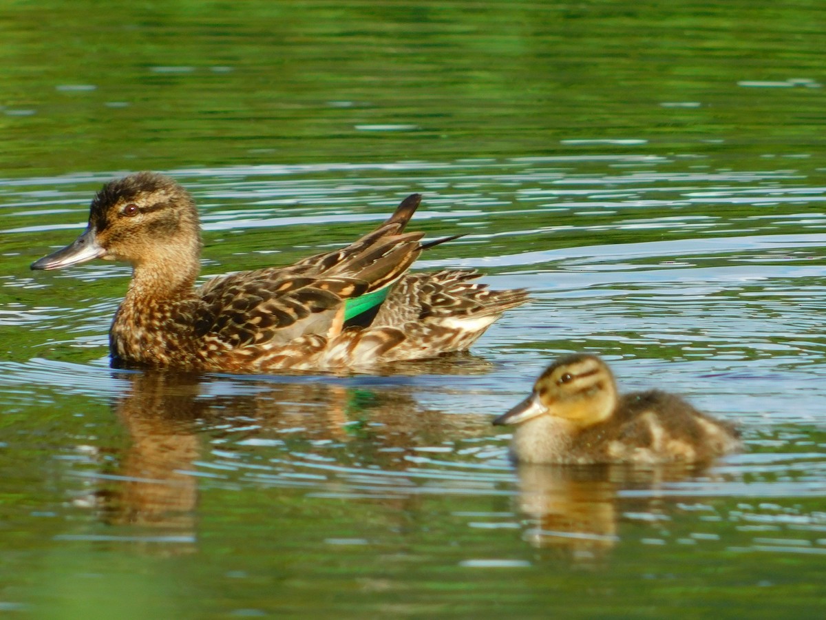 Green-winged Teal - ML608574873