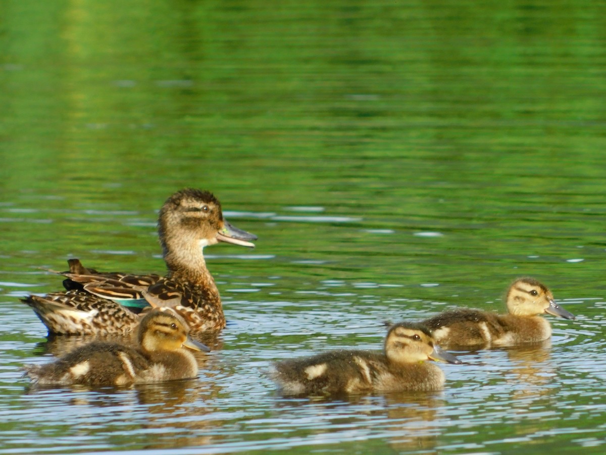 Green-winged Teal - ML608574876