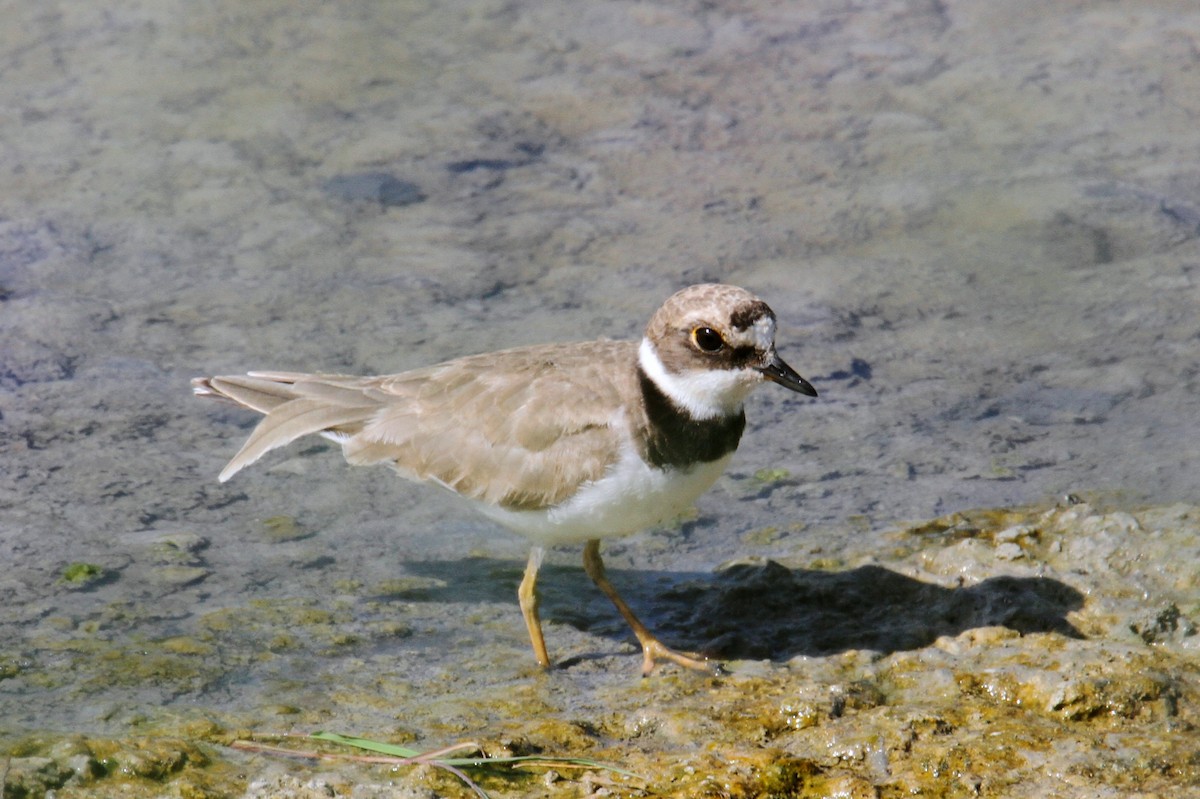 Little Ringed Plover - ML608574965