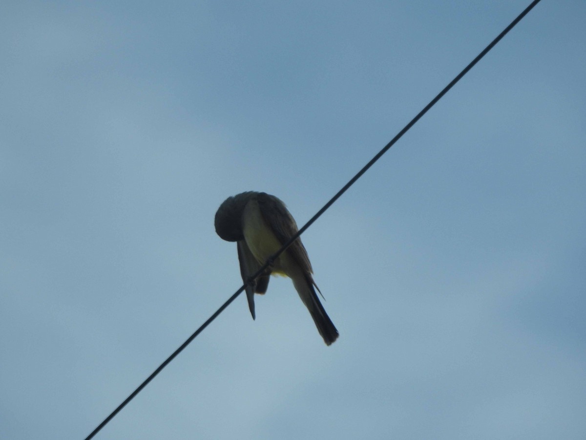 Western Kingbird - ML608575073