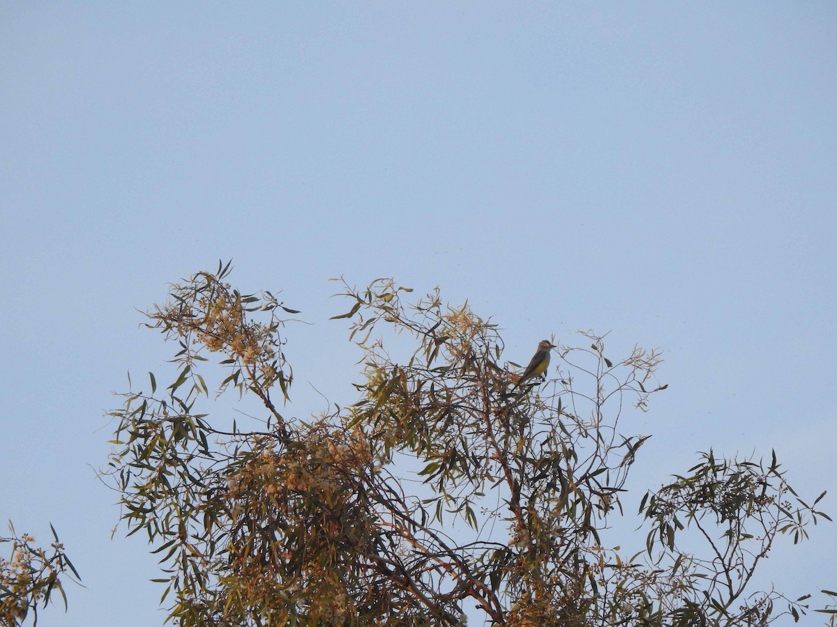 Western Kingbird - Anonymous