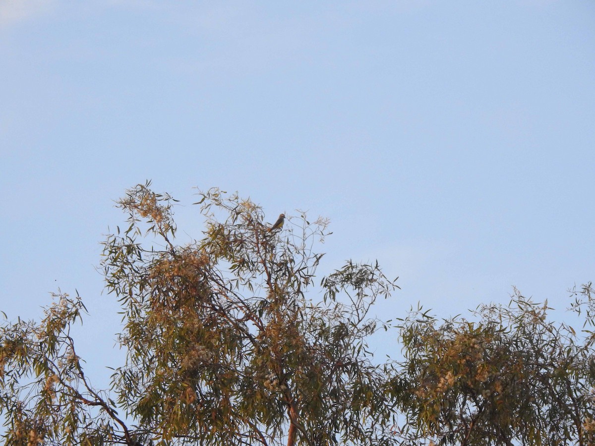 Western Kingbird - ML608575103