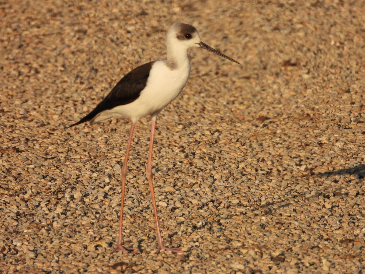 Pied Stilt - ML608575104