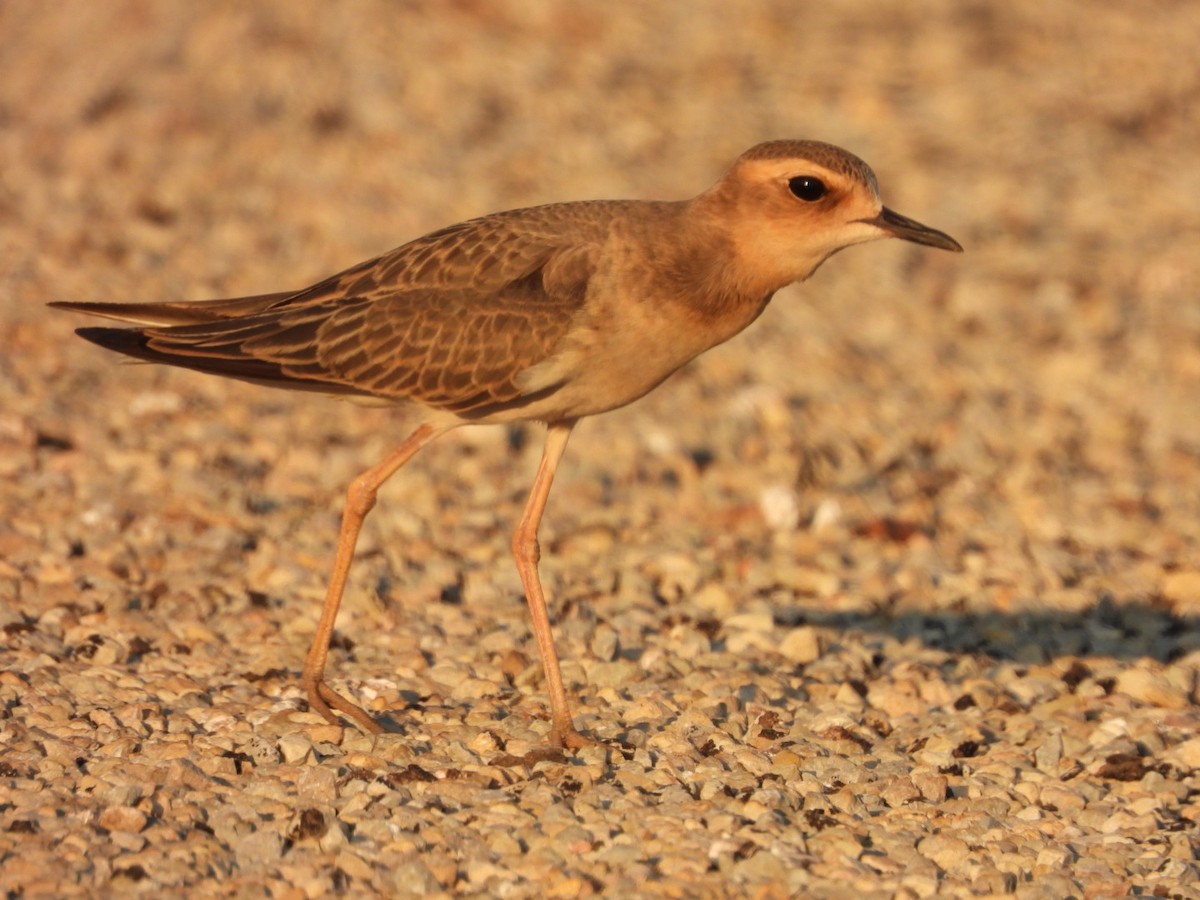 Oriental Plover - Luke Enright