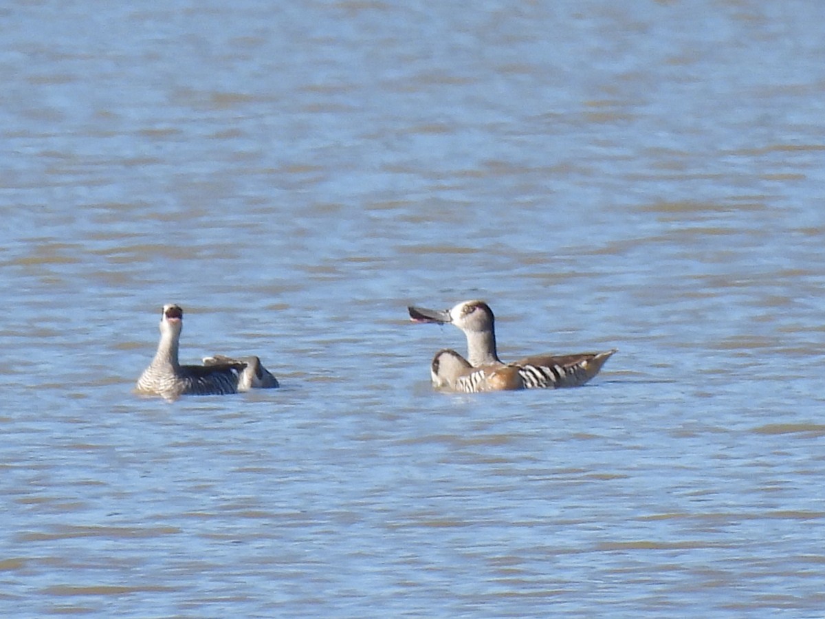 Pink-eared Duck - ML608575137