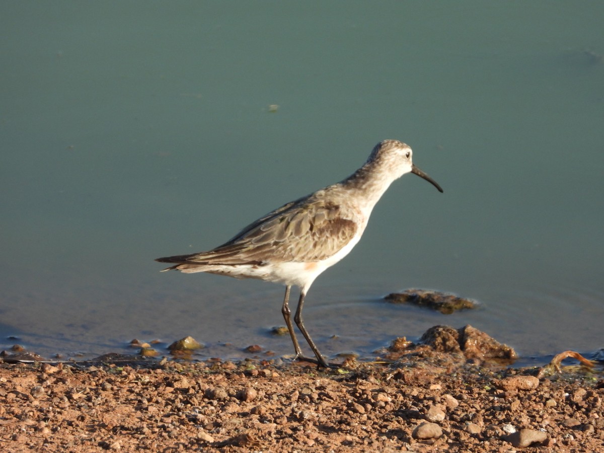 Curlew Sandpiper - ML608575140