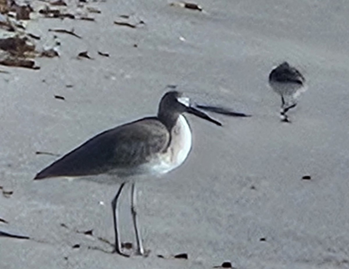 Willet - ML608575162