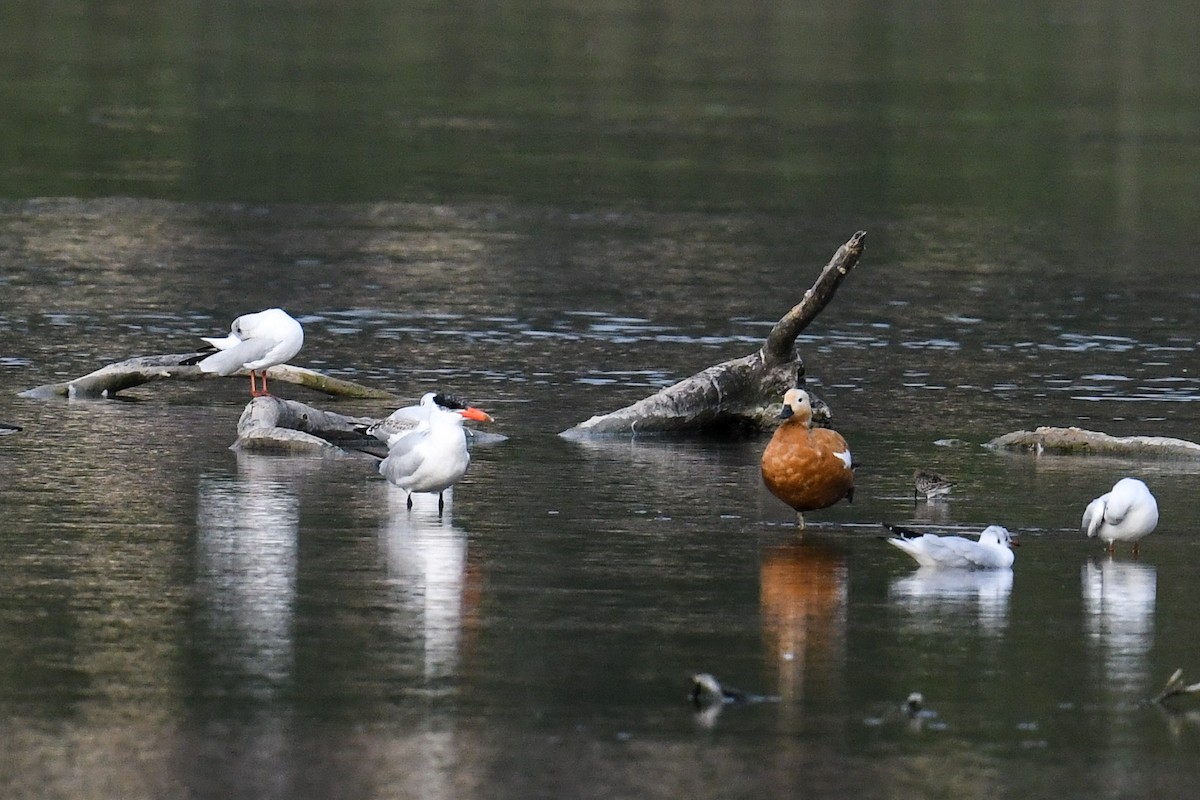 Caspian Tern - ML608575290