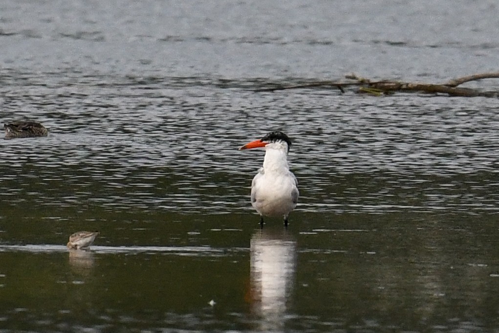 Caspian Tern - ML608575317