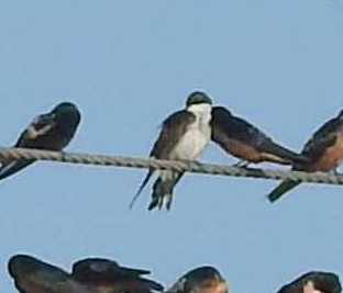 Tree Swallow - Anonymous