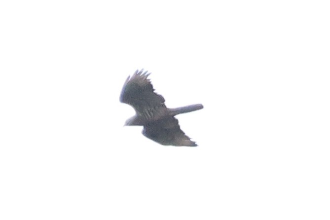 European Honey-buzzard - ML608575384