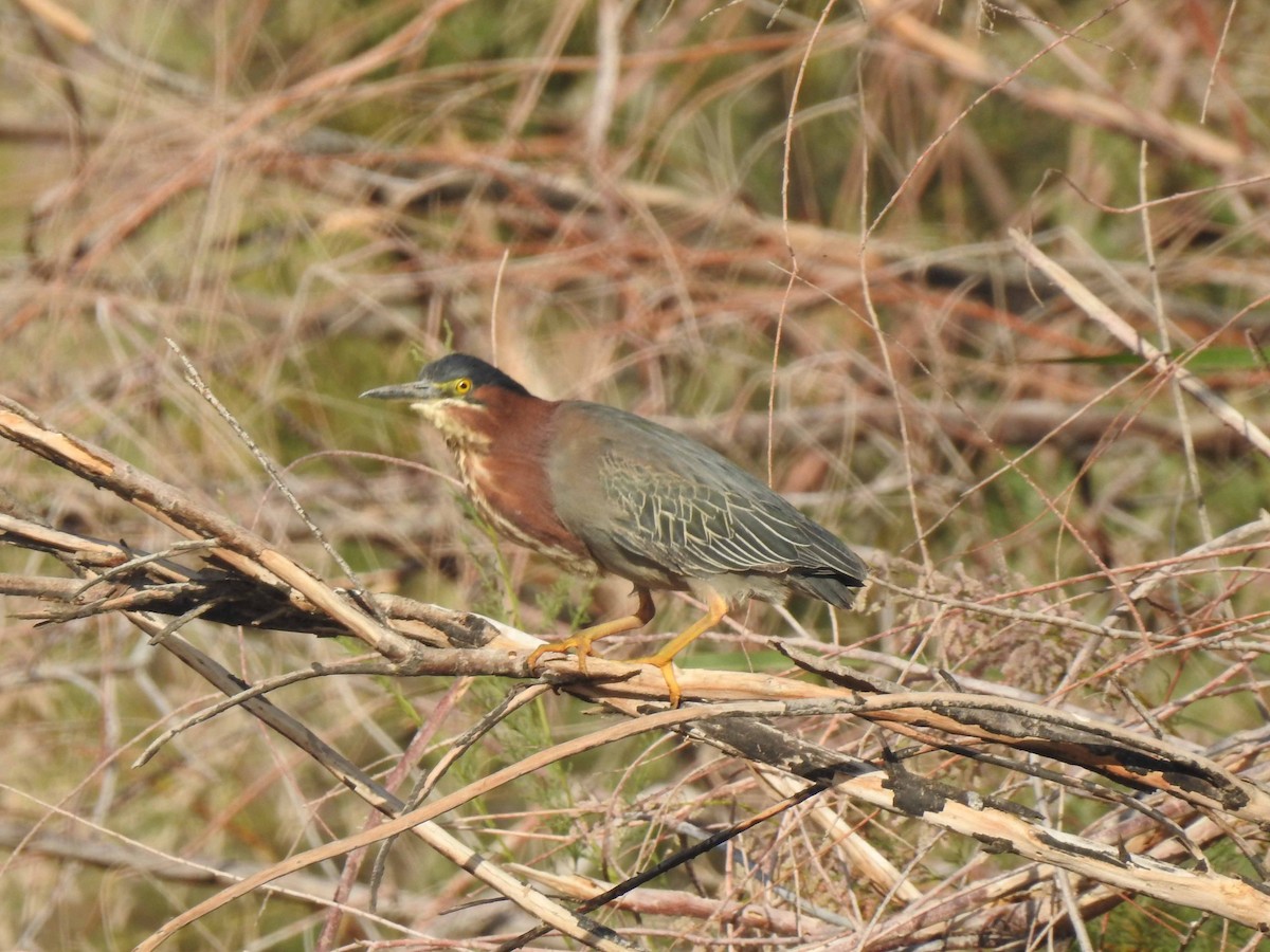 Green Heron - Anonymous