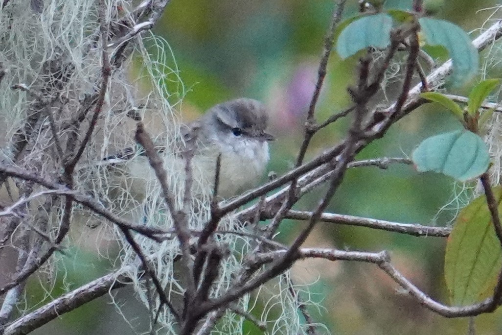 Timor Leaf Warbler - Steve Kornfeld