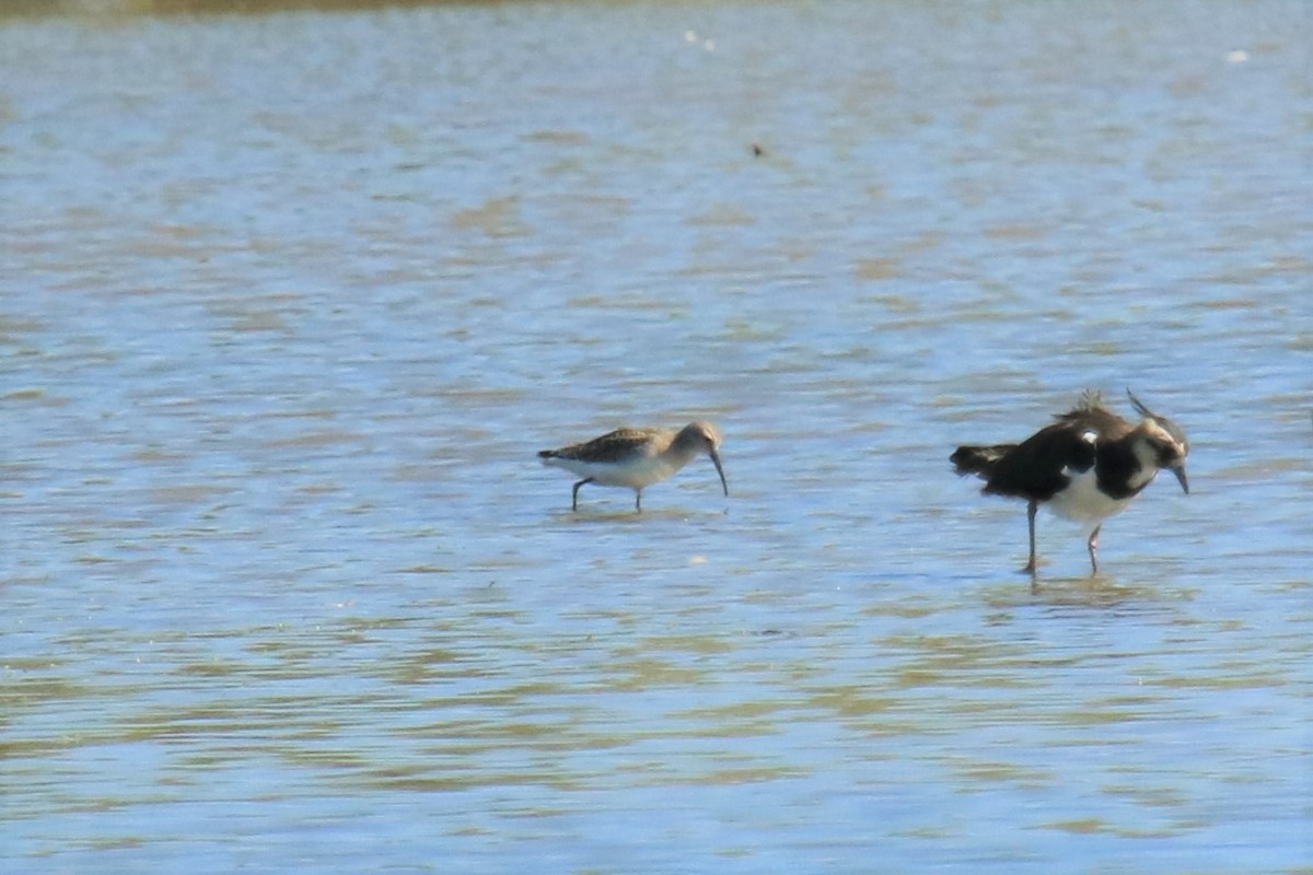 Curlew Sandpiper - ML608575448