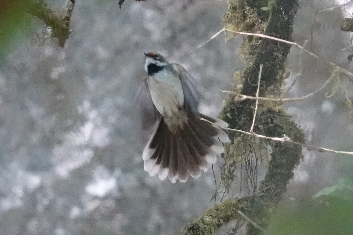 Supertramp Fantail - Steve Kornfeld