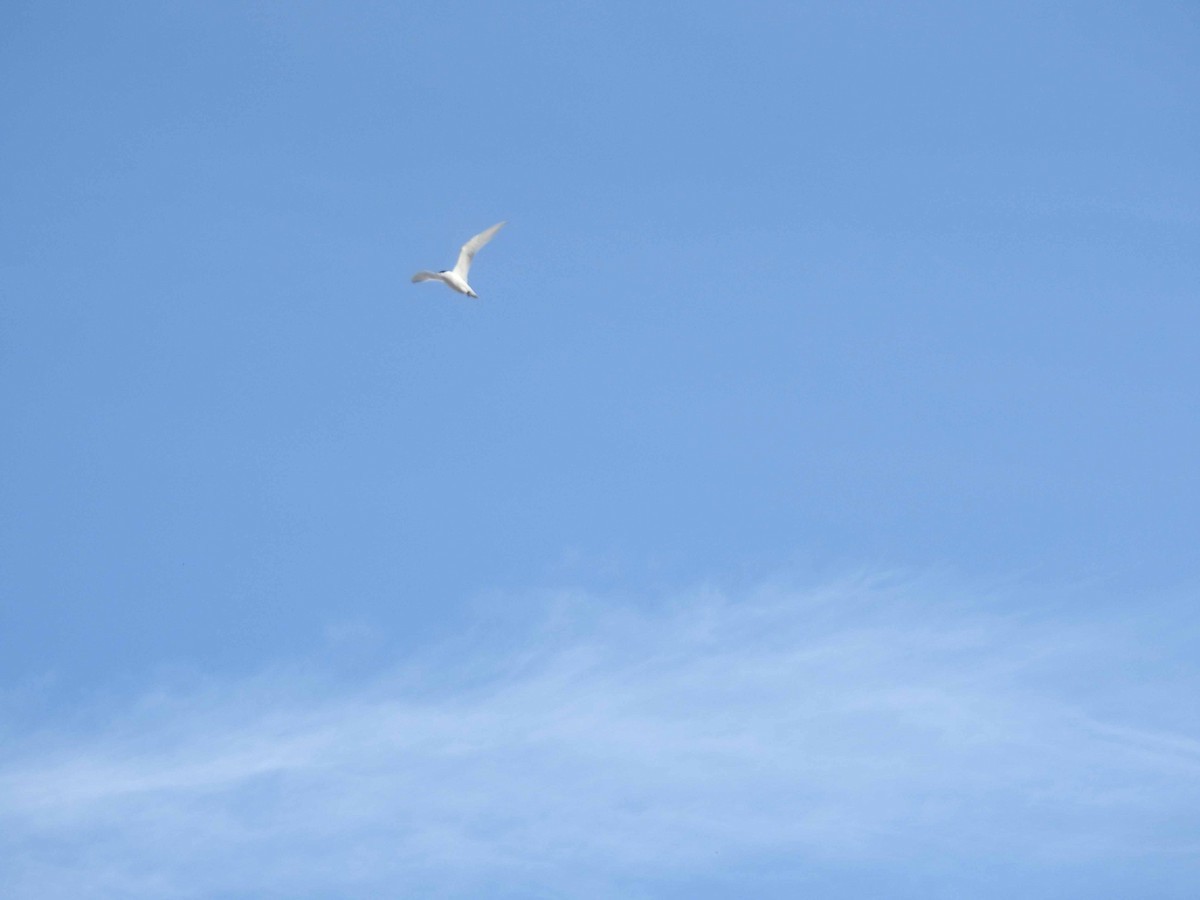 Caspian Tern - Anonymous