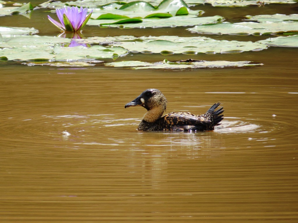 White-backed Duck - ML608575517