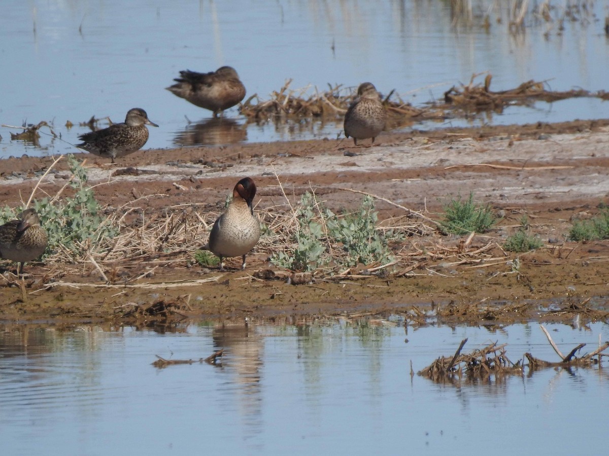 Sarcelle d'hiver (carolinensis) - ML608575561