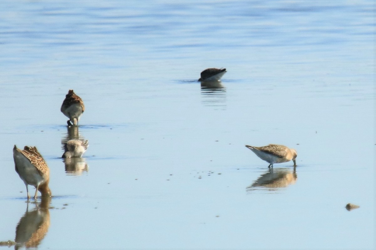 Curlew Sandpiper - ML608575575