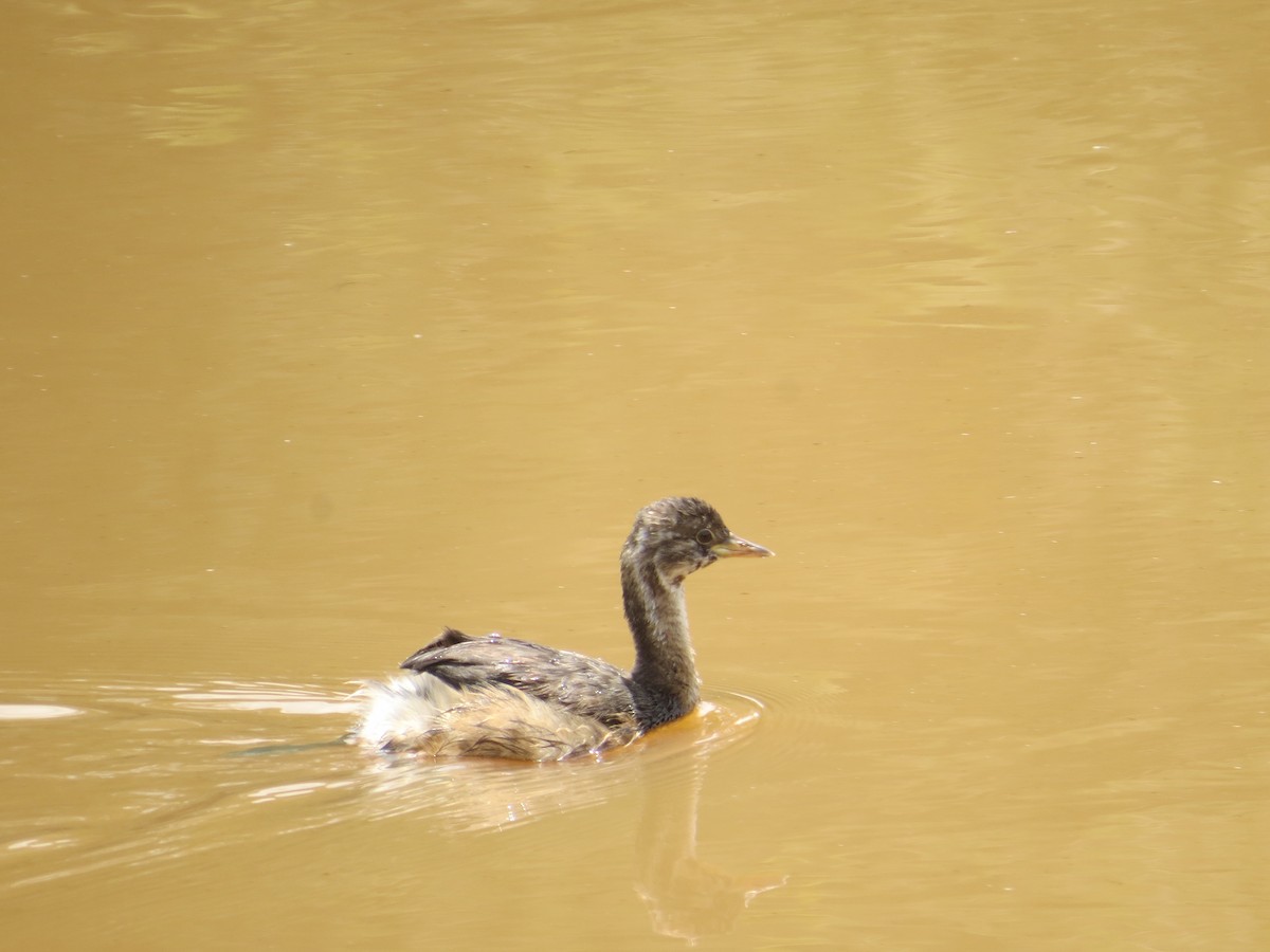 Little Grebe - ML608575596