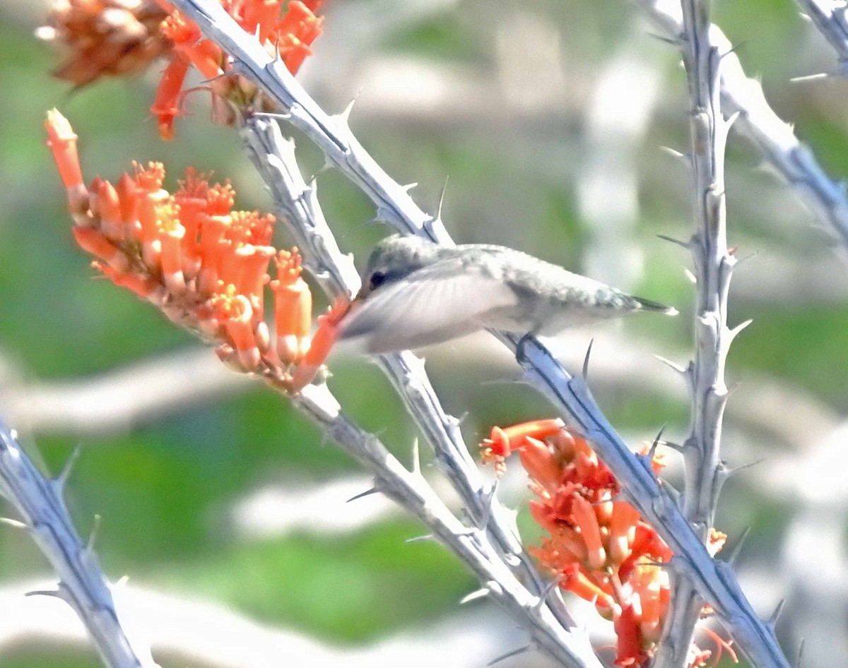 Costa's Hummingbird - ML608575608