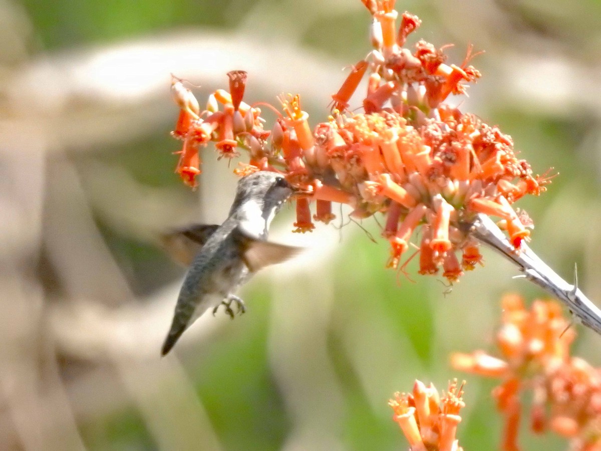 Costa's Hummingbird - ML608575609