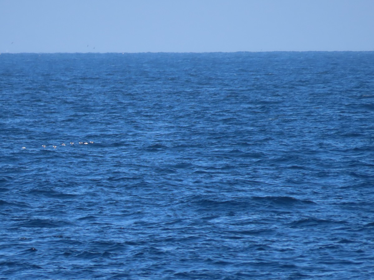 Red/Red-necked Phalarope - ML608575625