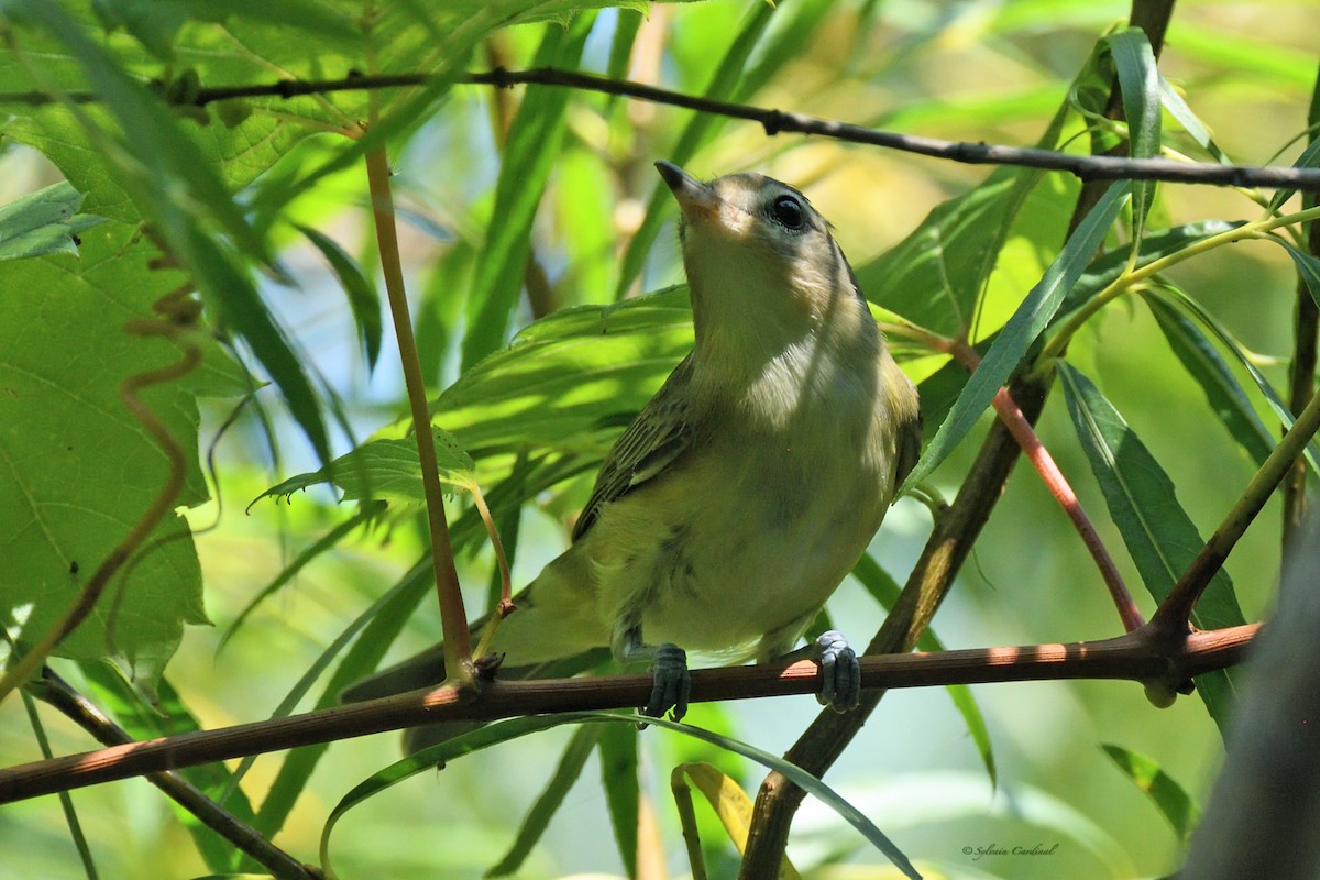 Warbling Vireo - ML608575708