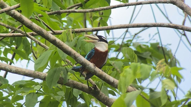 Rufous-bellied Kookaburra - ML608575718