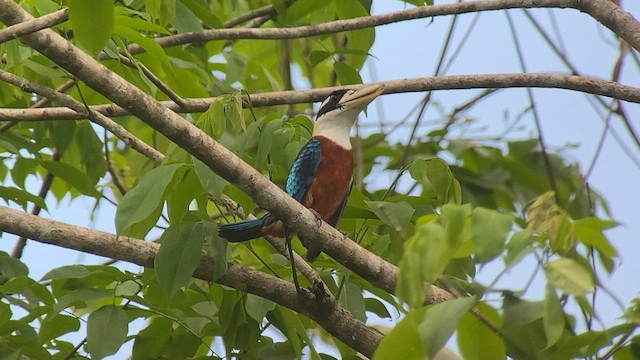 Rufous-bellied Kookaburra - ML608575720