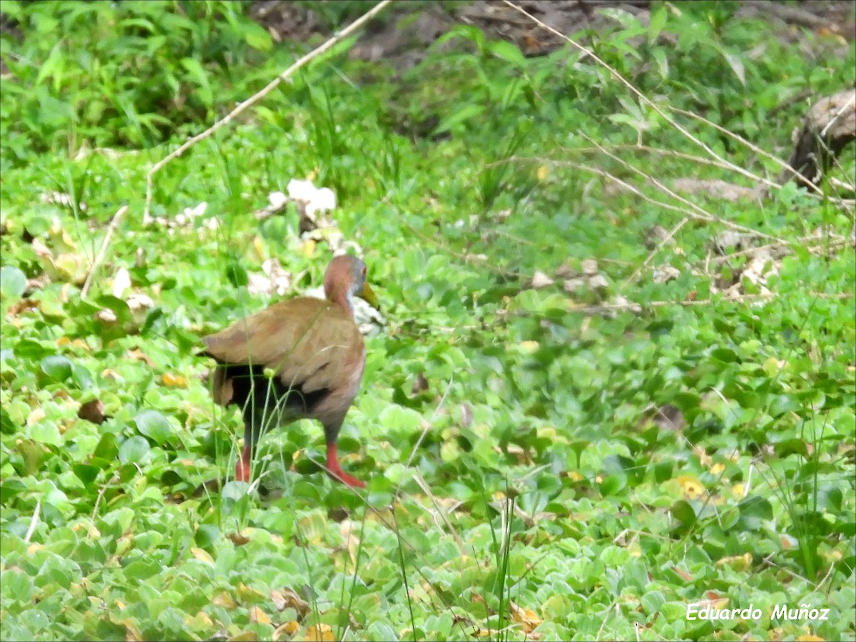 Giant Wood-Rail - ML608575735