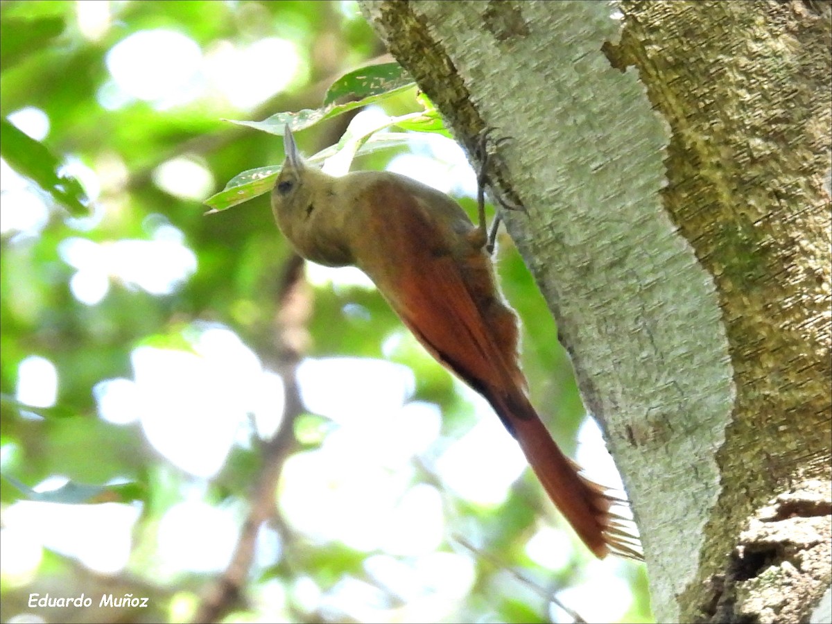 Olivaceous Woodcreeper - ML608575758