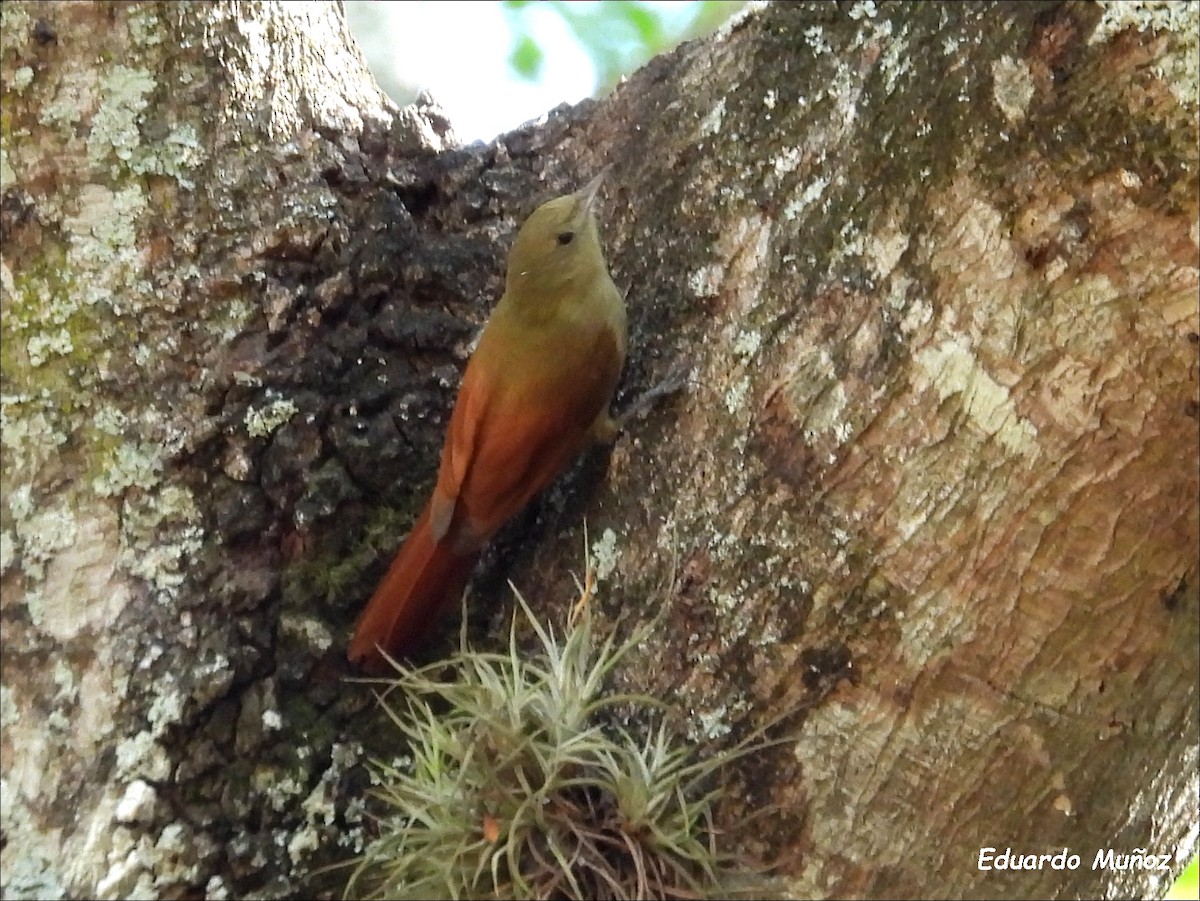 Olivaceous Woodcreeper - ML608575759