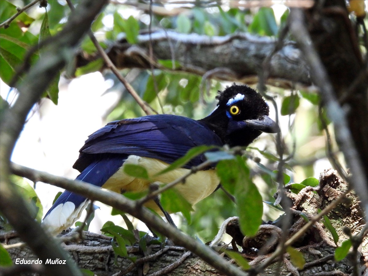 Plush-crested Jay - ML608575776