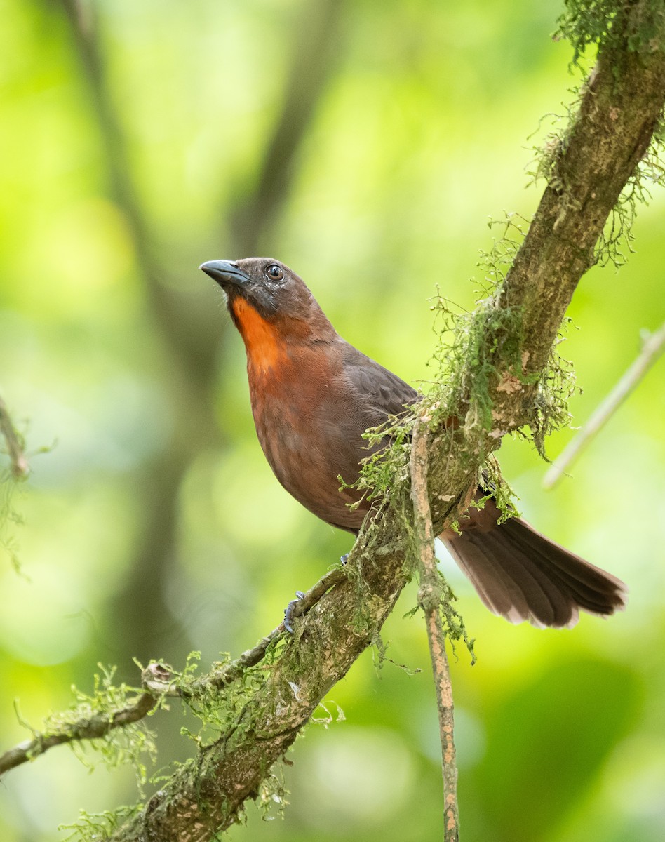 Red-throated Ant-Tanager - Gustavo Rojas