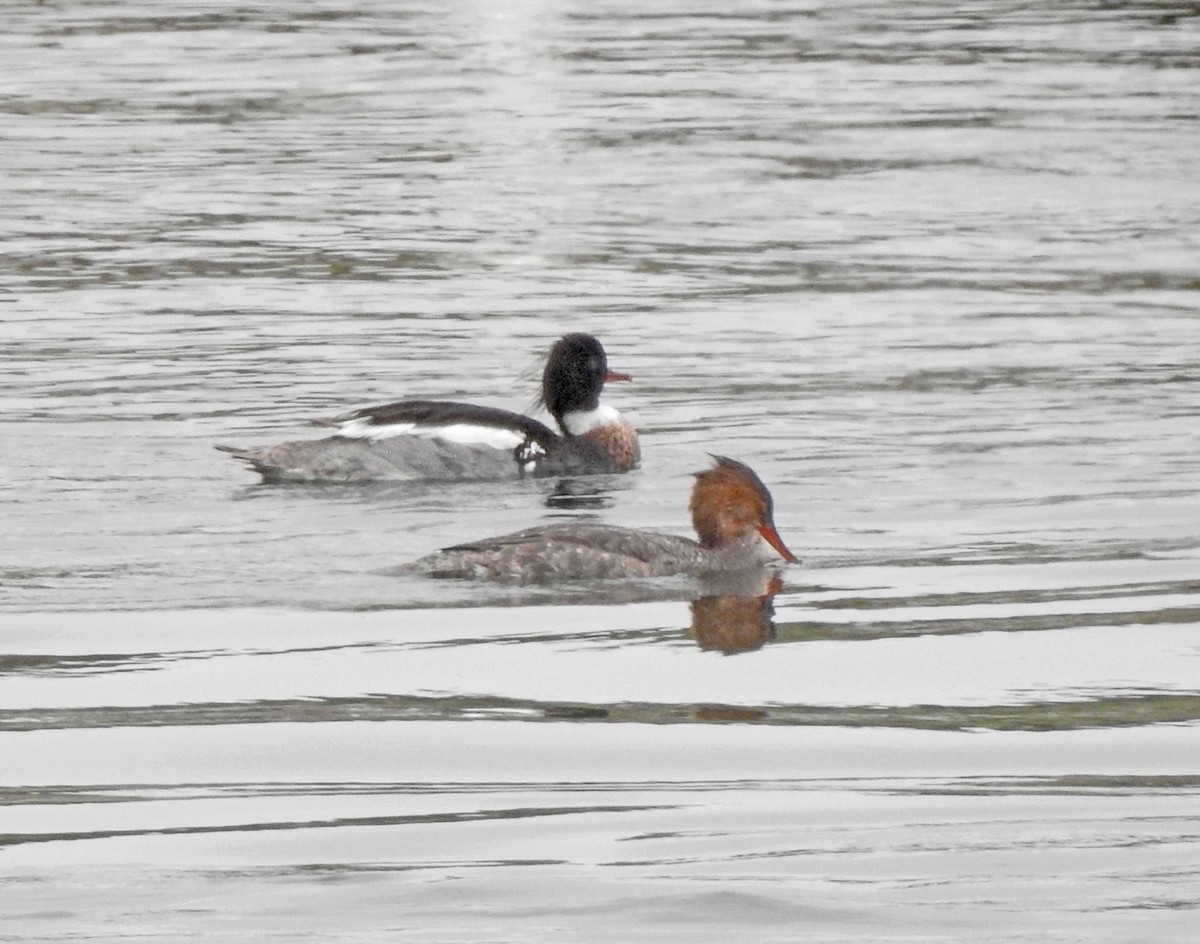 Red-breasted Merganser - ML608575844