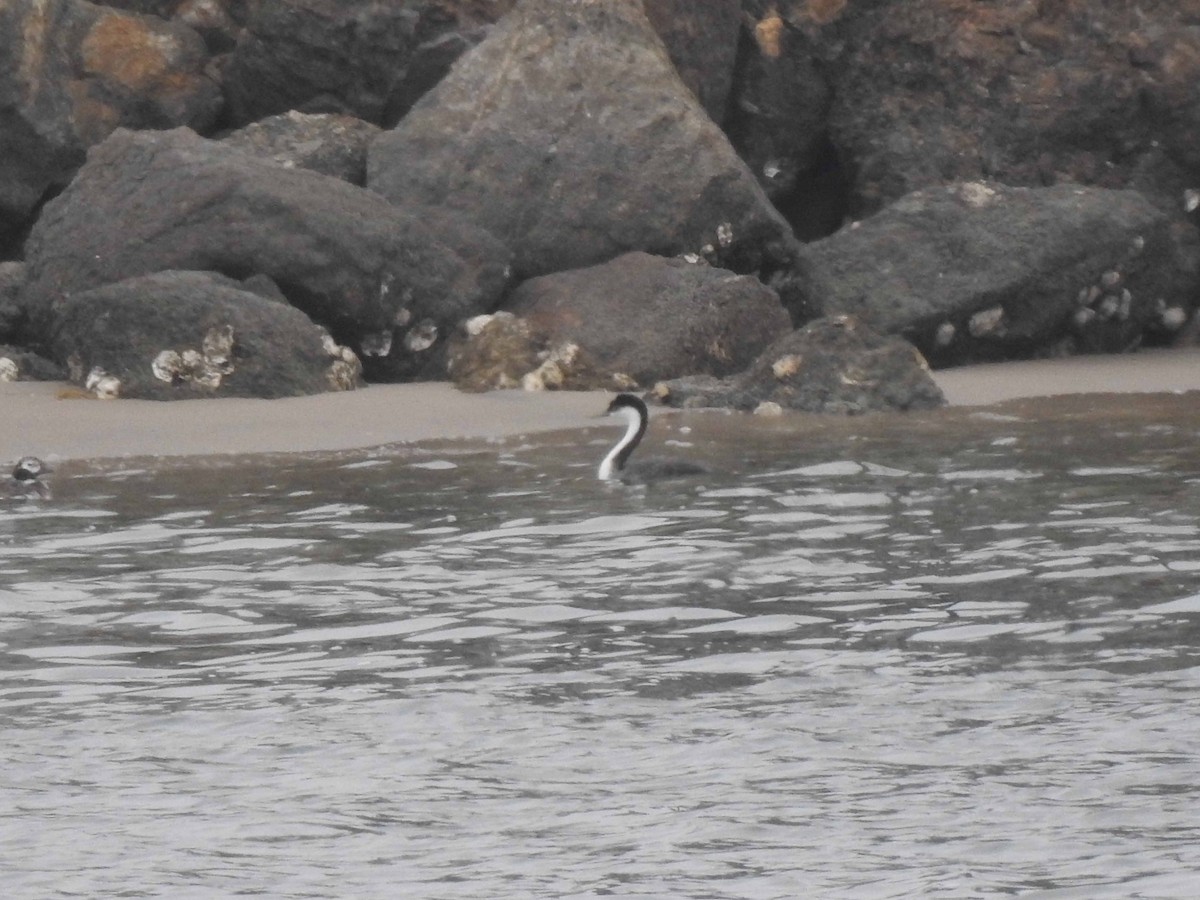 Western Grebe - ML608575849