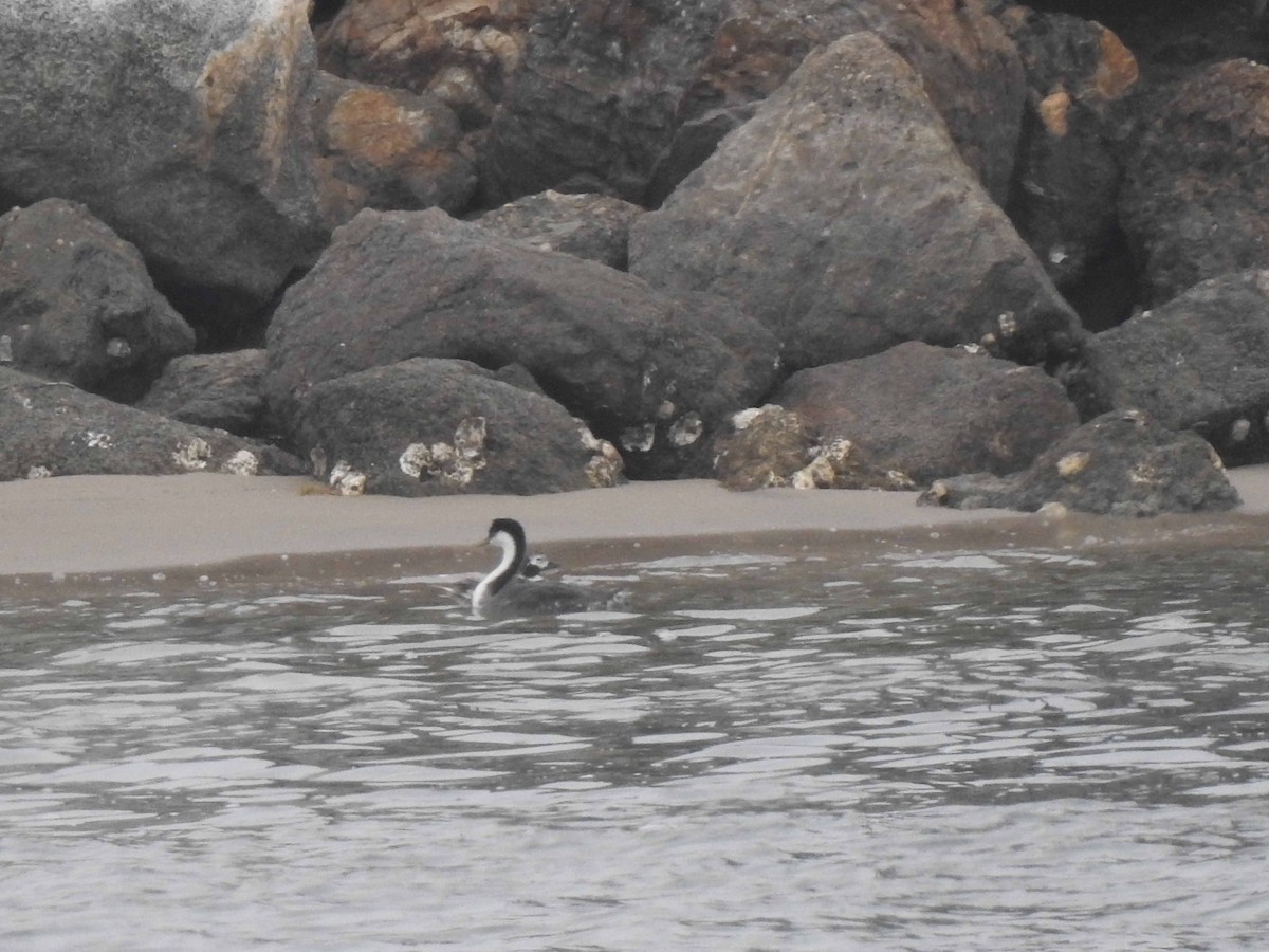 Western Grebe - ML608575851