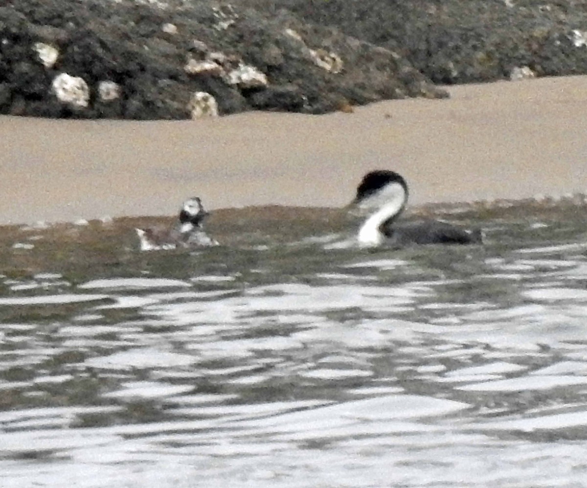 Long-tailed Duck - ML608575855