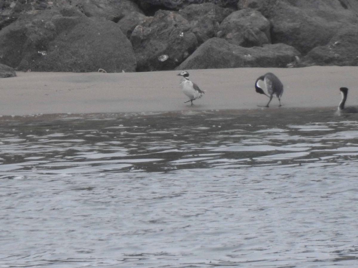 Long-tailed Duck - ML608575857