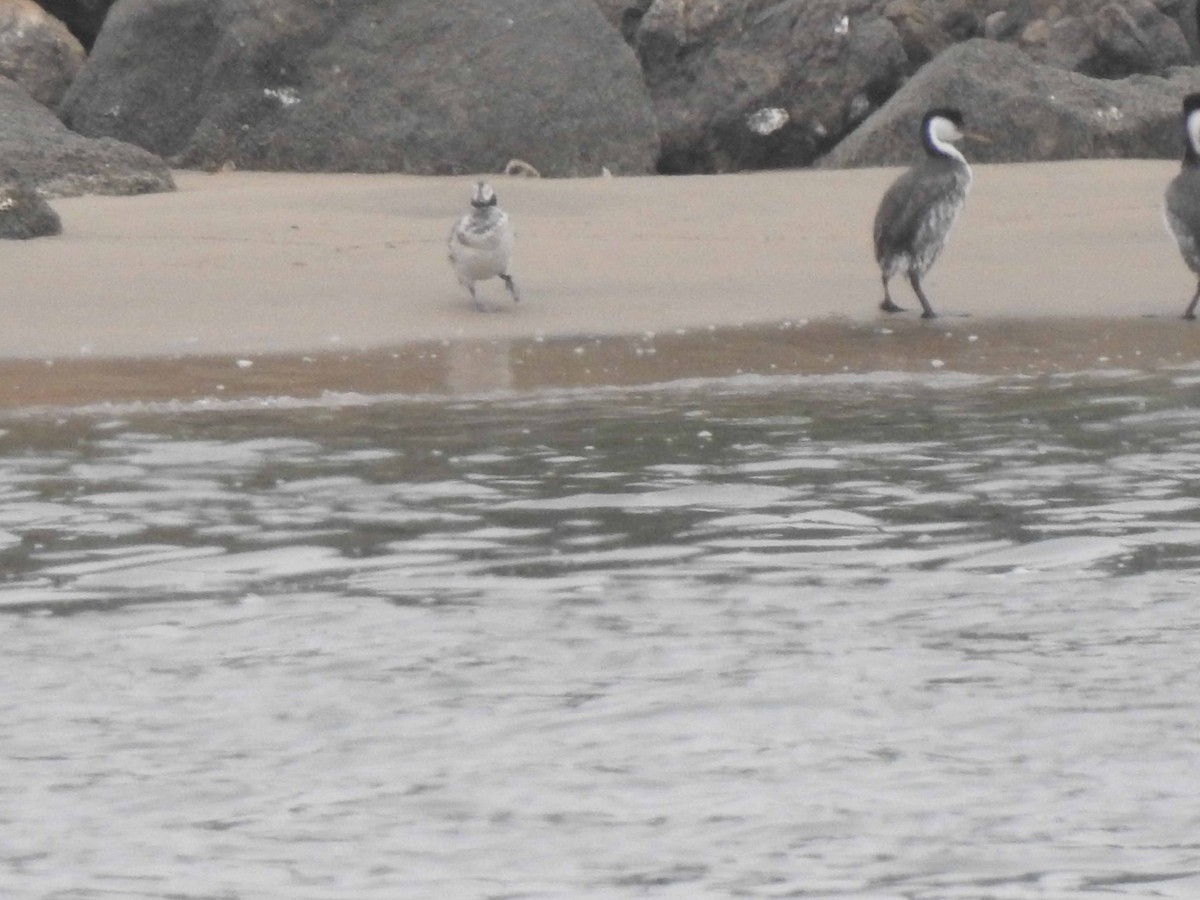 Long-tailed Duck - Anonymous