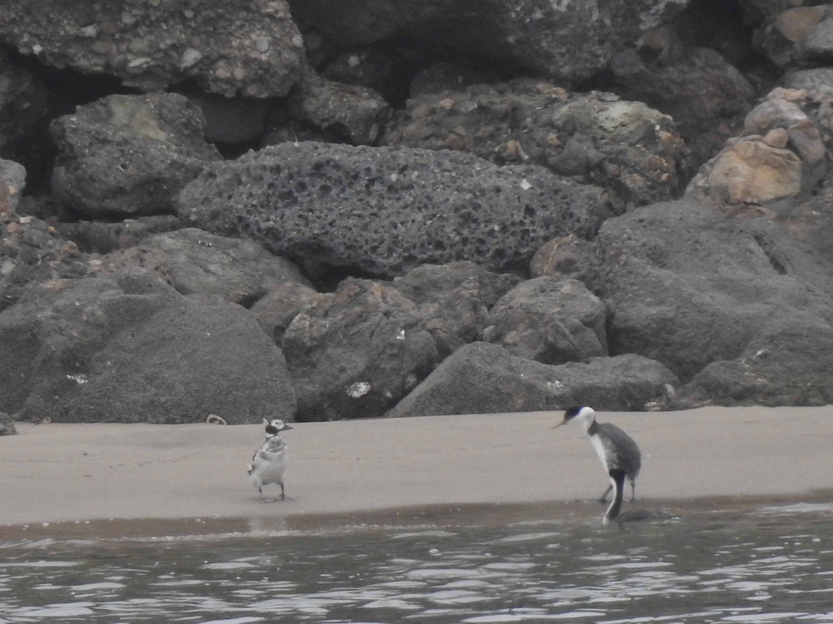 Western Grebe - Anonymous