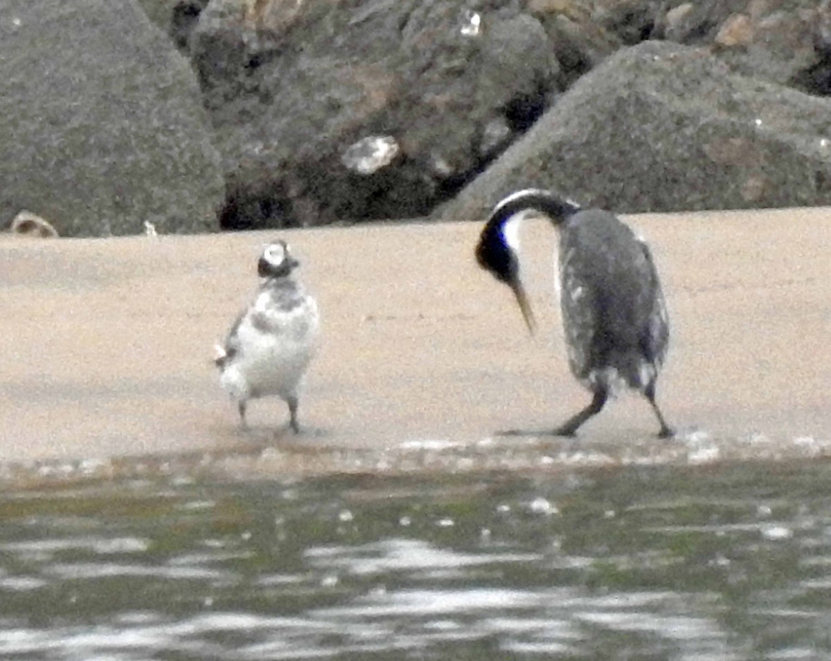 Western Grebe - ML608575871