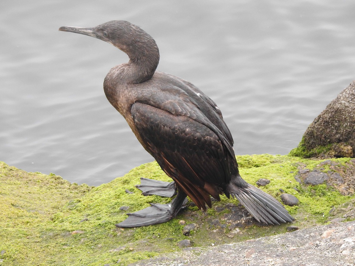 Brandt's Cormorant - ML608575874